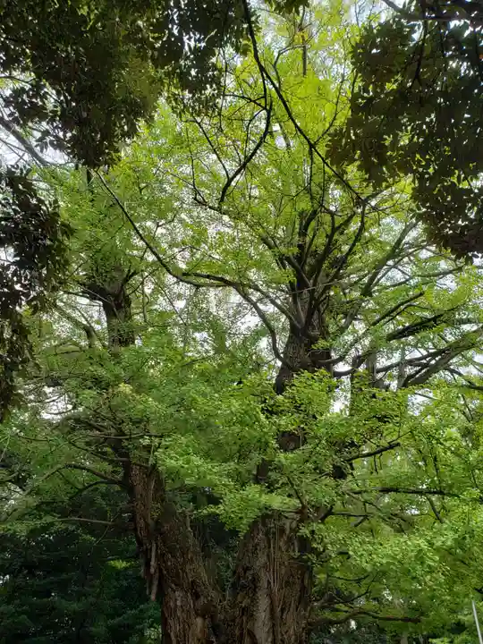 赤坂氷川神社(東京都)