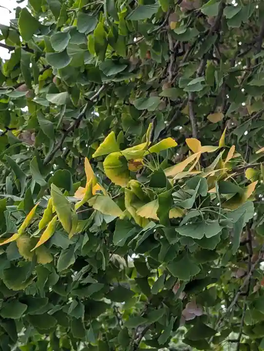 常倫寺(神奈川県)