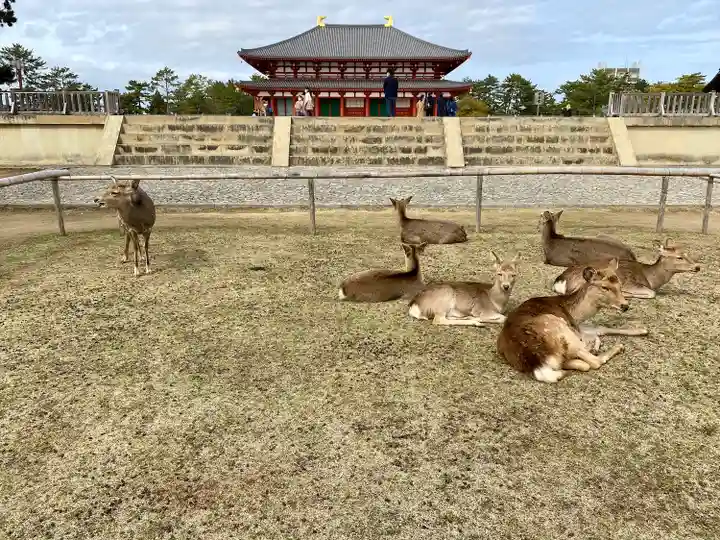 興福寺の動物