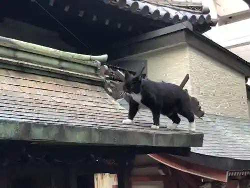 道祖神社の動物
