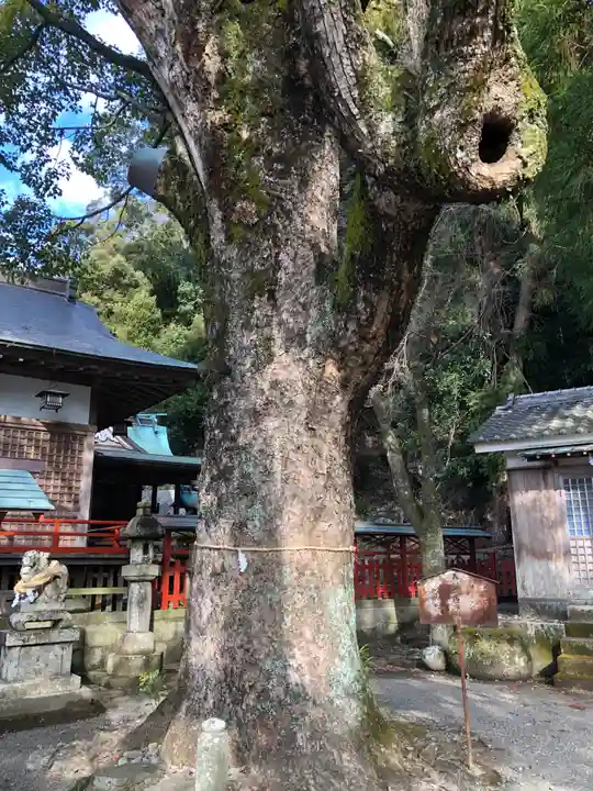 春日神社の自然