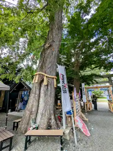 札幌諏訪神社の自然