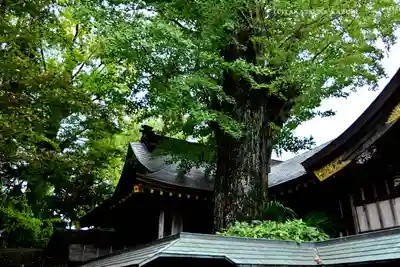 麻賀多神社(千葉県)