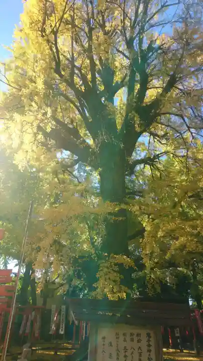 鬼子母神堂 (法明寺)の自然