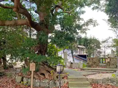 賣豆紀神社の自然