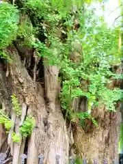 善福寺(東京都)