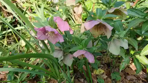 美濃輪稲荷神社の自然