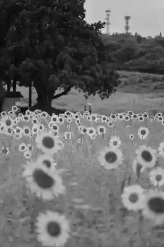 沢山神社（澤山神社)(新潟県)