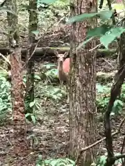 北口本宮冨士浅間神社の動物