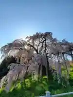 瀧桜神明宮(福島県)