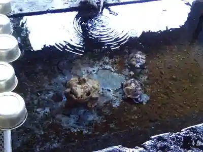 南湖神社の手水舎