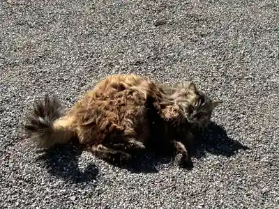 山梨縣護國神社の動物