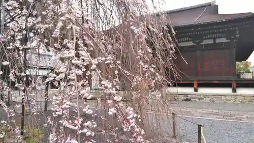 大報恩寺（千本釈迦堂）の自然