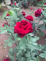 深大寺富士嶽浅間神社(東京都)