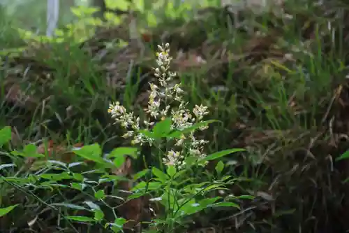 阿久津「田村神社」（郡山市阿久津町）旧社名：伊豆箱根三嶋三社の自然