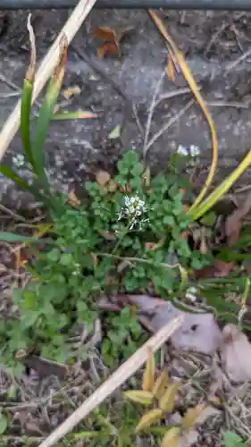 玉野御嶽神社の自然