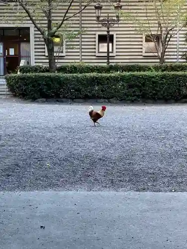 熱田神宮の動物