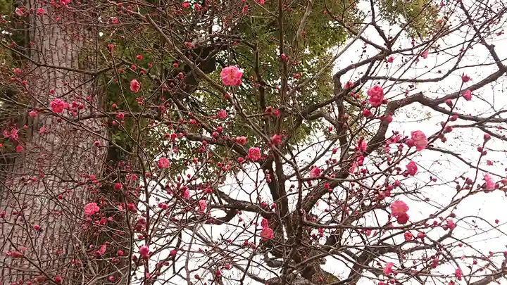 北野天満宮(京都府)