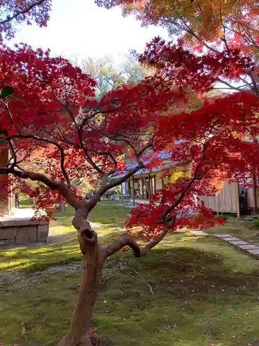 長壽寺（長寿寺）の自然
