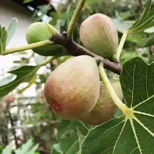 豊景神社の自然(2020年10月05日(月) 06時36分36秒投稿)