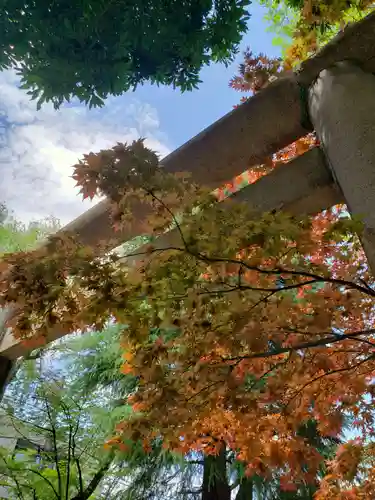 青山熊野神社の鳥居