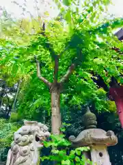 大宝八幡宮の狛犬