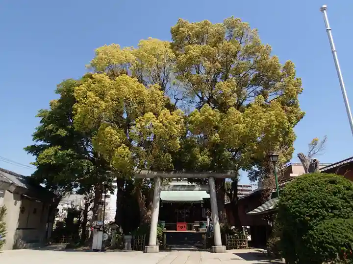 小村井 香取神社の自然