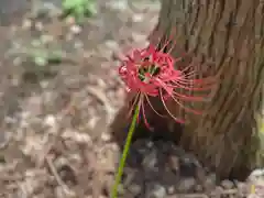 押切八幡神社の自然