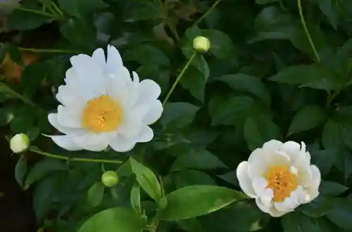 大悲願寺の庭園