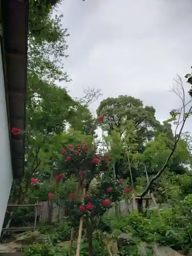 東郷神社の自然