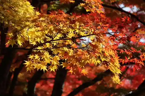 土津神社｜こどもと出世の神さまの自然