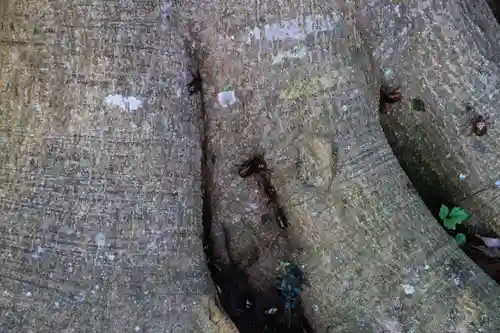 隠津島神社の自然