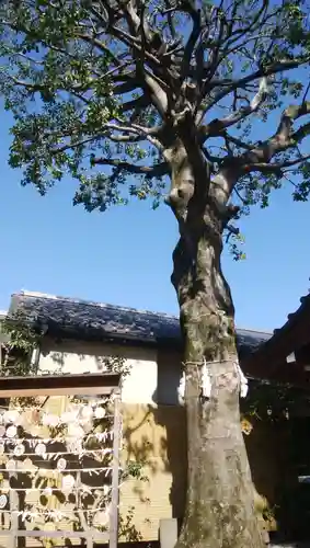 蛇窪神社の自然