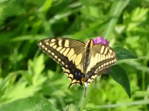 高倉神社の動物
