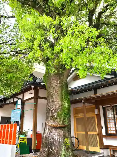 日枝神社の自然