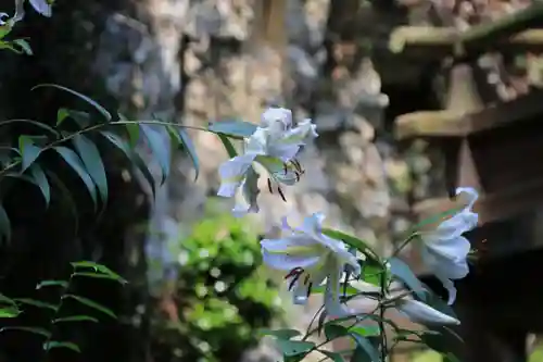 鹿島大神宮の自然