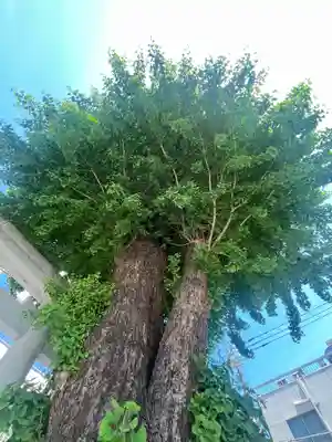 柏神社(千葉県)