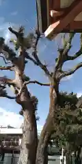 常松 春日神社の自然