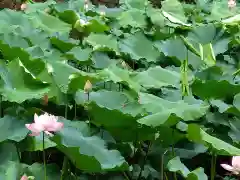 御髪神社(京都府)