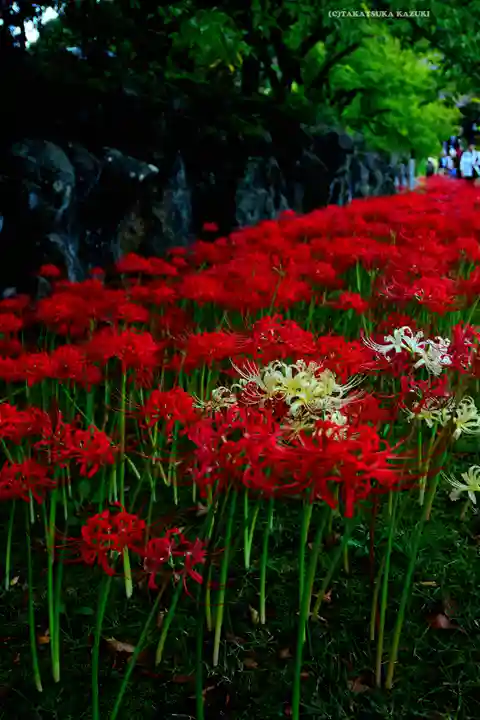 横浜 西方寺(神奈川県)