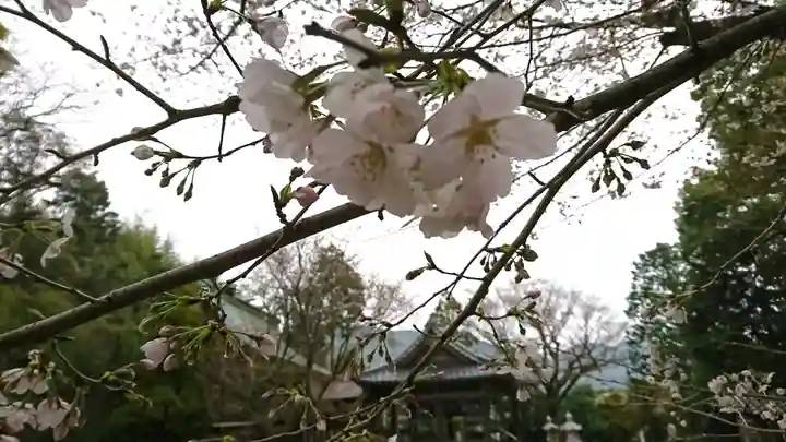 河内阿蘇神社の自然