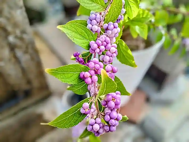京善寺(大阪府)