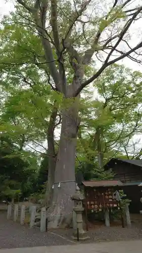 日吉神社の自然