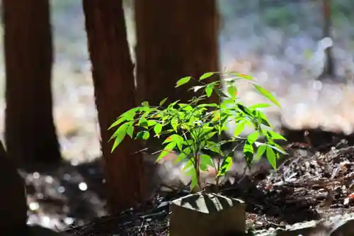 鹿島大神宮の自然