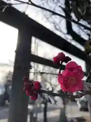 賀茂別雷神社の自然