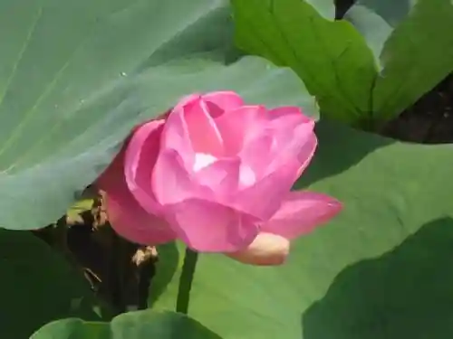 鶴岡八幡宮の自然