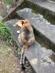 玉野御嶽神社の動物