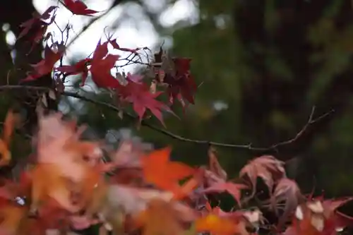 日光二荒山神社の自然