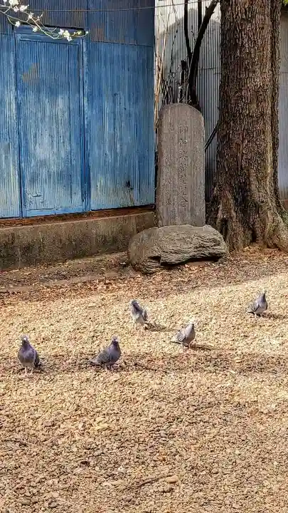 上目黒氷川神社の動物