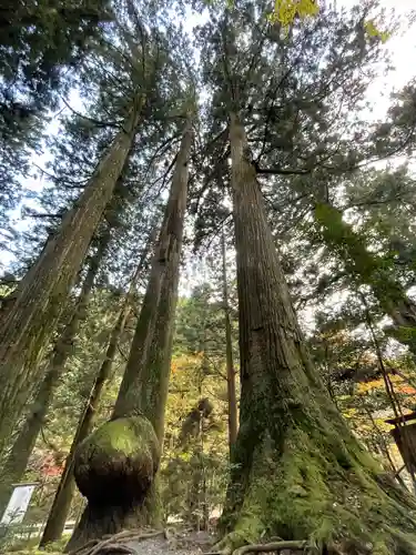 花園神社の自然